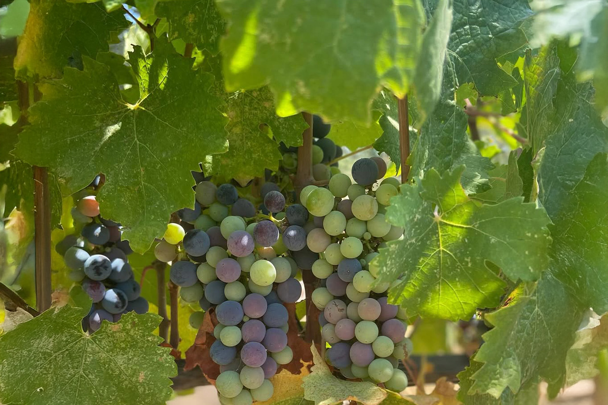 Yetiştirme Felsefemiz