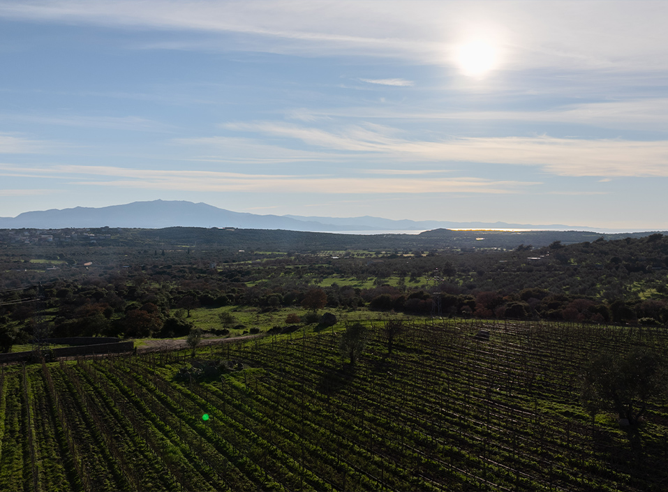 The meticulous gardener of god given terruar.