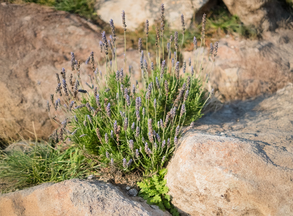 Flora, Fauna & Natural Texture