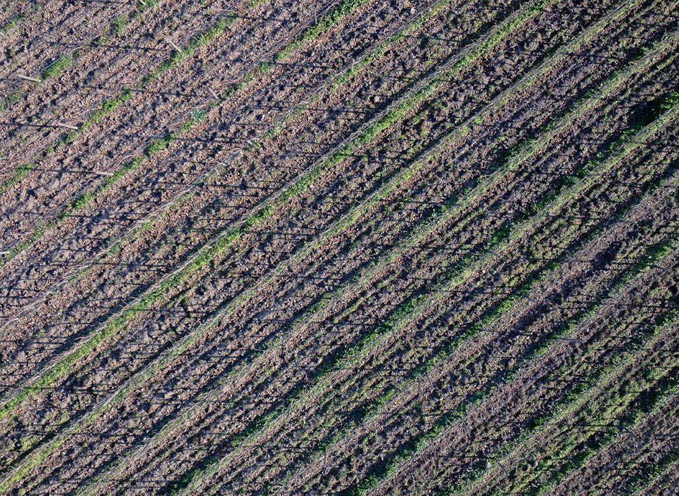 Bağ Yönetimi & Hasat